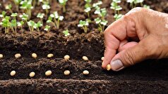 فراخوان جذب طرح‌های فناورانه در حوزه تولید و فرآوری بذر