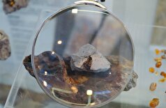 روسیه: کهربا با قدمت بیش از ۱۰۰ میلیون سال کشف شد!