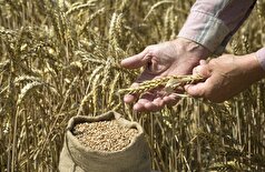 اطلاعات روسیه: ارمنستان با خرید غلات اوکراین با بودجه اروپا سعی در فاصله گرفتن از مسکو دارد