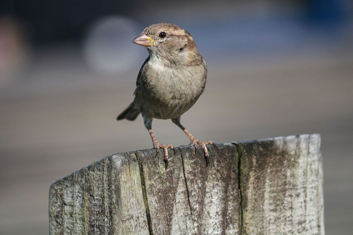 از مرغ مگس‌خوار تا شترمرغ: کامل‌ترین درخت تکاملی پرندگان جهان ایجاد شد