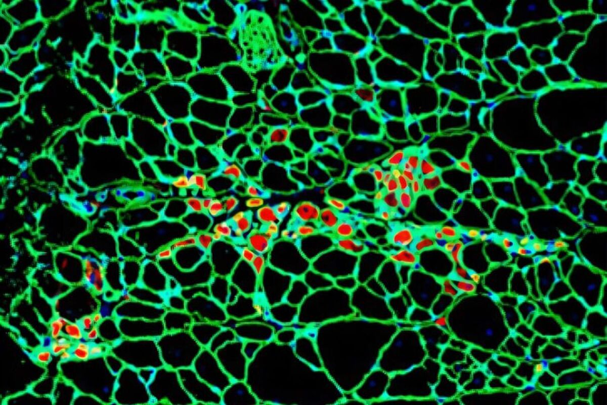 دانشمندان حافظه را در سلول‌ها کشف کردند