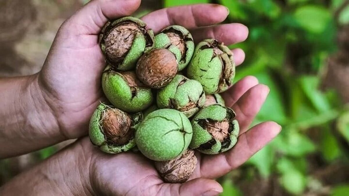 از خوردن گردو در شب و فواید آن غافل نشوید