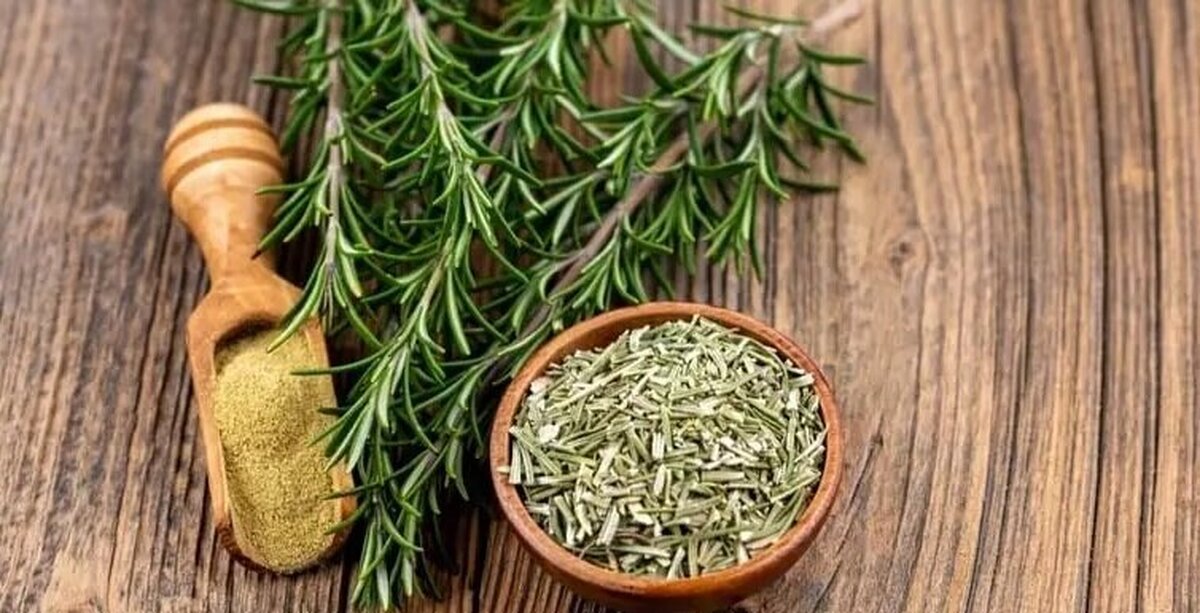 با این گیاه زخم خود را درمان کنید!