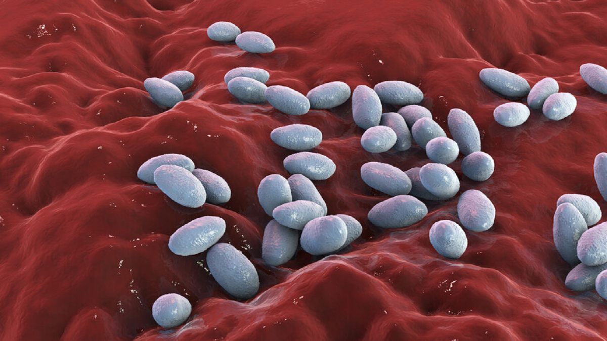 شناسایی یک سازوکار دفاعی جدید برای مقاومت در برابر آنتی‌بیوتیک‌ها!