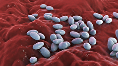 شناسایی یک سازوکار دفاعی جدید برای مقاومت در برابر آنتی‌بیوتیک‌ها!