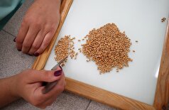 وزیر کشاورزی روسیه: کشور ما یک نیروگاه کشاورزی جهانی است