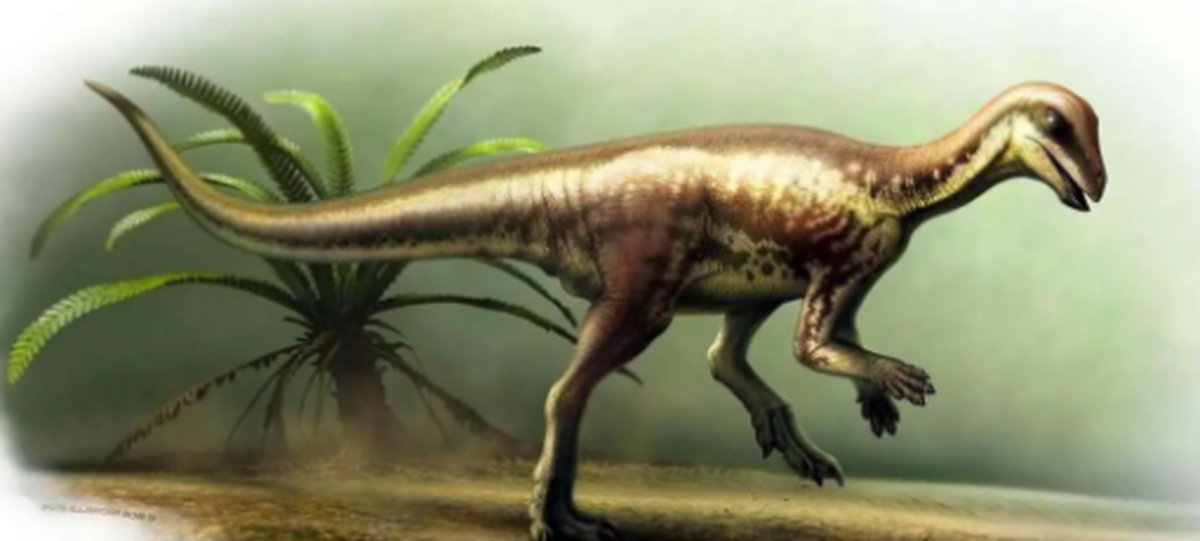 گونه‌ی جدیدی از دایناسور‌های کوچک که باعث تحول در دنیای ژوراسیک شده است!