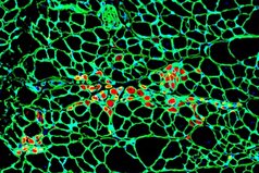دانشمندان حافظه را در سلول‌ها کشف کردند