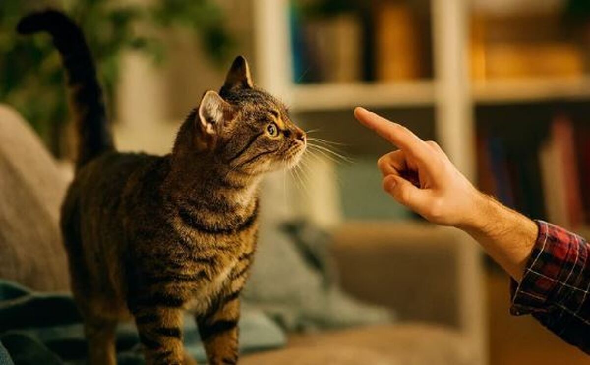 با زبان بدن گربه‌ها بیشتر آشنا شوید