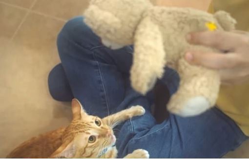 با زبان بدن گربه‌ها بیشتر آشنا شوید