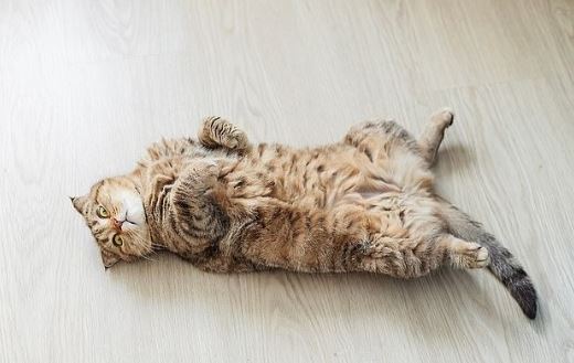 با زبان بدن گربه‌ها بیشتر آشنا شوید