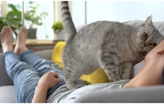 با زبان بدن گربه‌ها بیشتر آشنا شوید