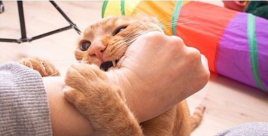 با زبان بدن گربه‌ها بیشتر آشنا شوید