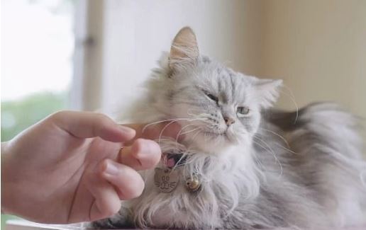 با زبان بدن گربه‌ها بیشتر آشنا شوید