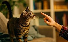 با زبان بدن گربه‌ها بیشتر آشنا شوید