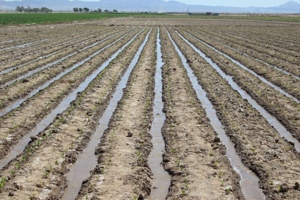 آغازه کشت چغندرقند پاییزه در سطح ۶۰۰ هکتار از مزارع کشاورزی گیلانغرب