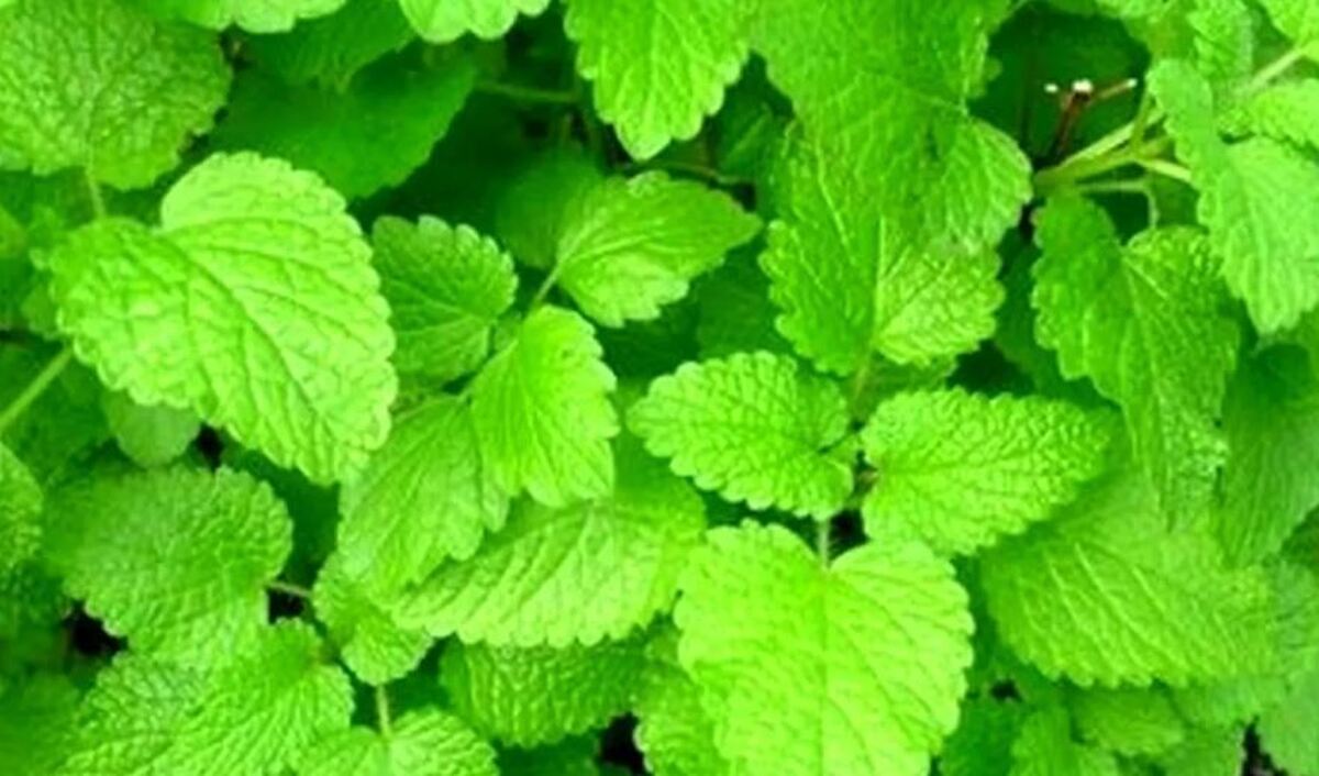 معجزه عصاره این دو گیاه بر درمان آلزایمر