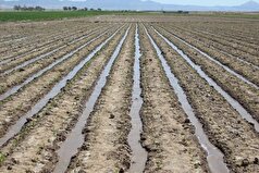 آغازه کشت چغندرقند پاییزه در سطح ۶۰۰ هکتار از مزارع کشاورزی گیلانغرب