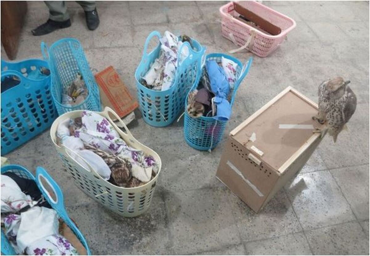 ۲۴ پرنده نایاب با ارزش‌های میلیاردی در این شهرستان کشف و ضبط شدند