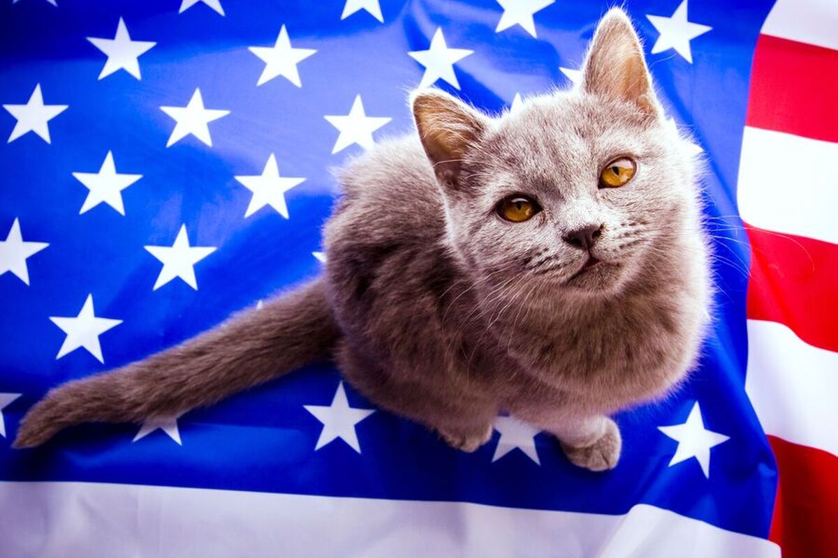 دانشمندان سرنوشت غم‌انگیز اولین گربه‌های خانگی در ایالات متحده را کشف کرده‌اند