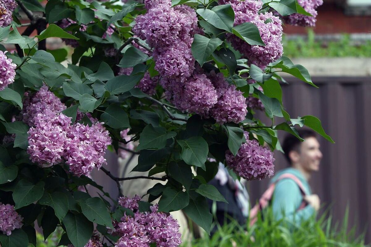 دانشمندان روسی فاش کرده‌اند که کدام گیاهان خلق و خو را بهبود می‌بخشند