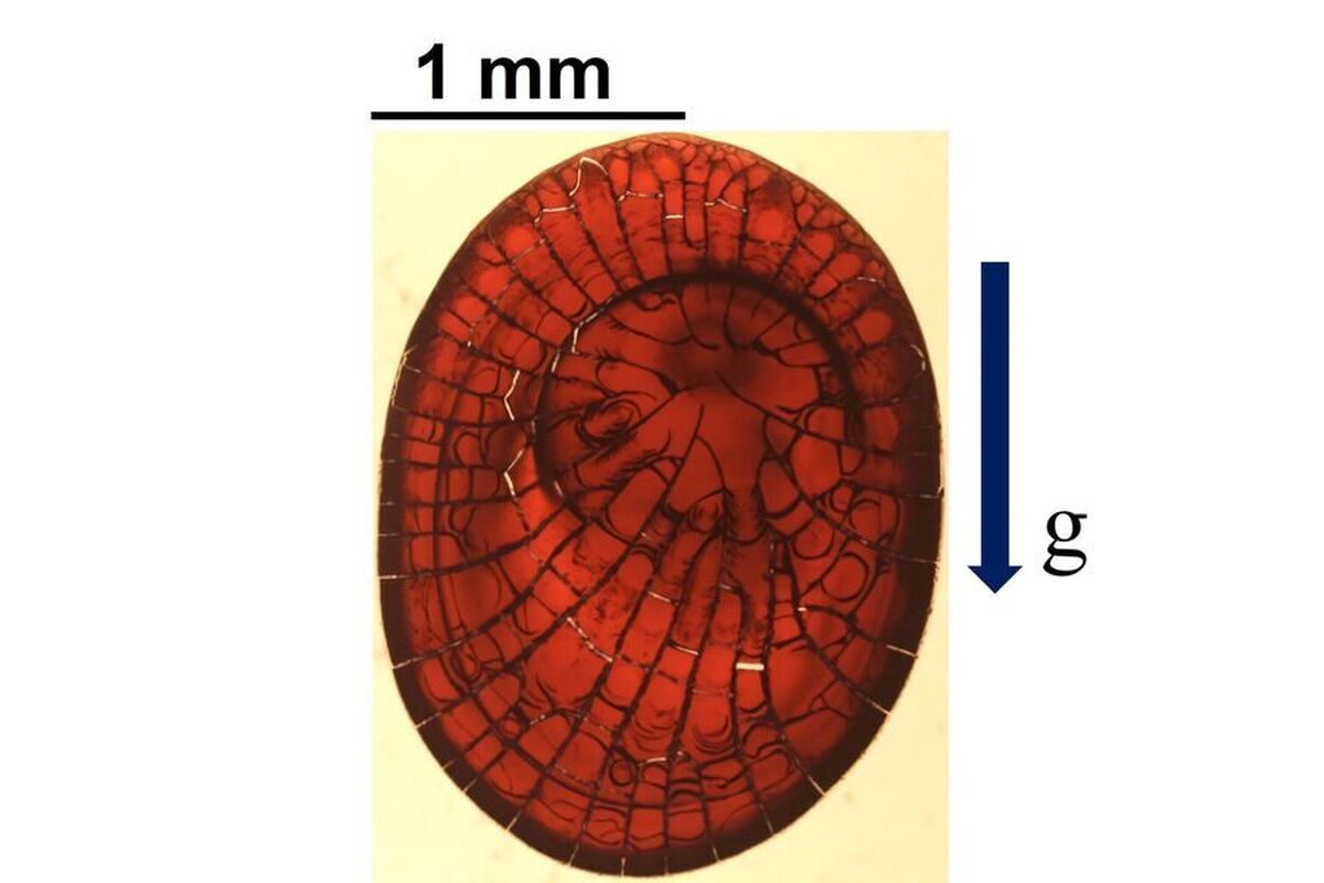 دانشمندان کشف کرده‌اند که لکه‌های خون الگو‌های پیچیده‌ای را روی سطوح به جا می‌گذارند