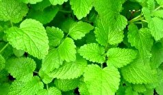 معجزه عصاره این دو گیاه بر درمان آلزایمر