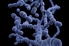 برخی از میکروب‌های روده ممکن است با سلامت اسکلت مرتبط باشند