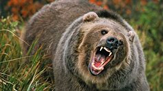 درگیری مرگبار خرس‌ها با چوپان در ارتفاعات هوراند