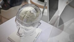 یک پزشک درباره تأثیر تغذیه بر عملکرد مغز صحبت کرد.