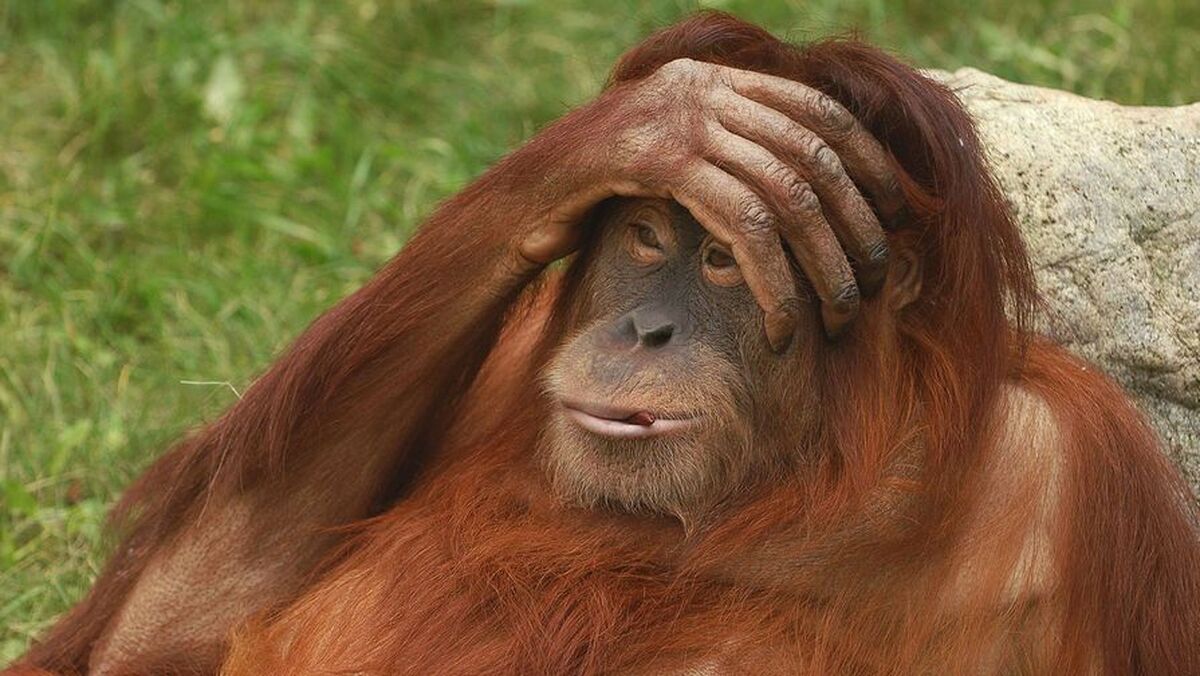 دانشمندان کشف کرده‌اند که زندگی در باغ‌وحش رفتار اورانگوتان‌ها را به طور اساسی تغییر می‌دهد