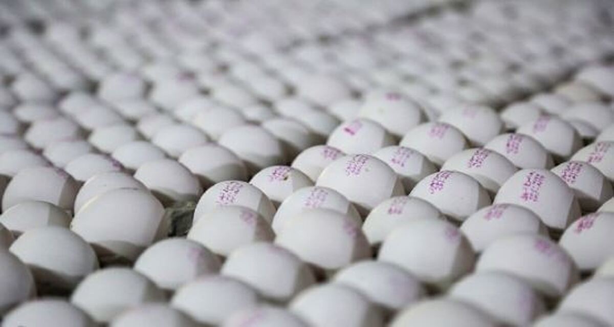 تولید تخم مرغ کاهشی است