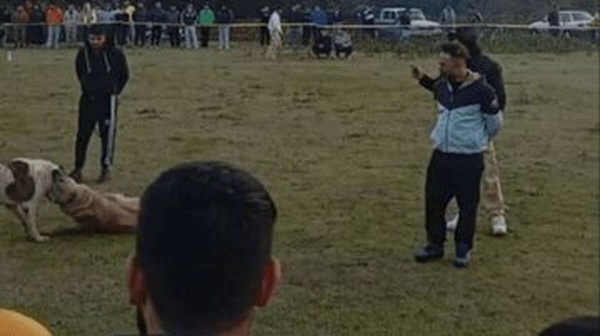 دستگیری چهار متهم حیوان آزار در یکی از مناطق روستایی مینودشت