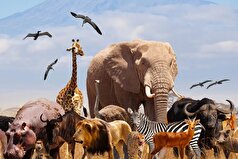 فرآیند اهلی‌سازی حیوانات آیا روی همه حیوانات جواب می‌دهد؟