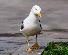 واکنش مرغان دریایی نسبت به صدای بلند