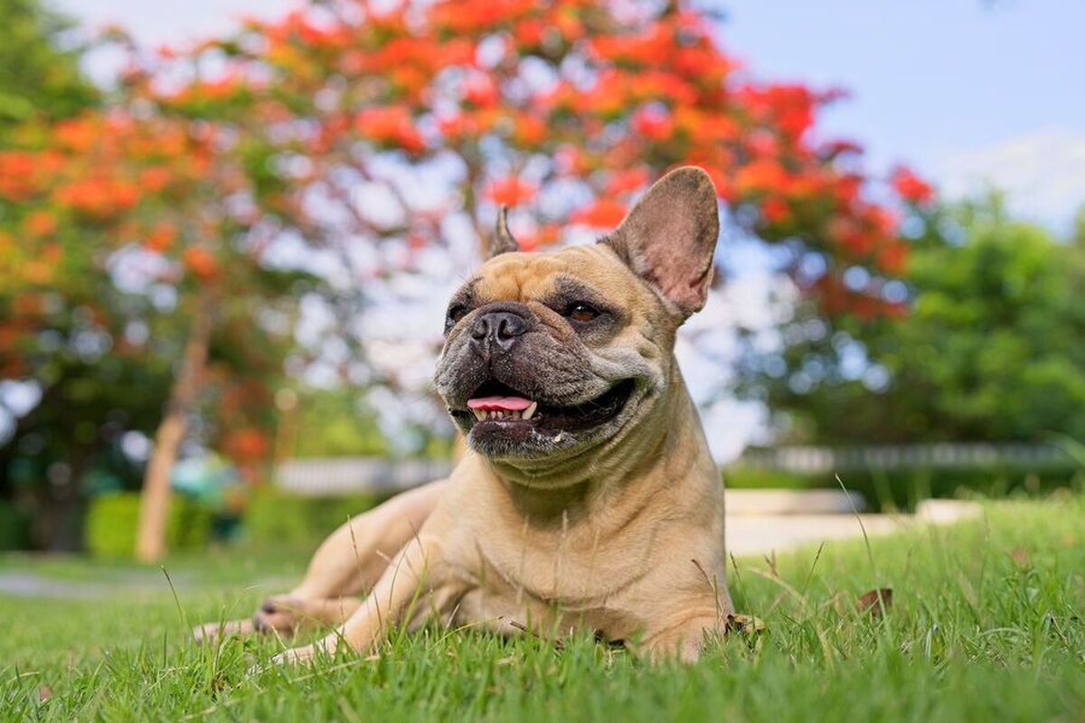 هوش مصنوعی در انتخاب توله سگ‌ها برای آموزش سگ‌های راهنما، برتری خود را نسبت به انسان‌ها ثابت کرده است