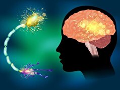 یک علت کاملاً جدید برای بیماری آلزایمر در ماده سفید مغز کشف شده است