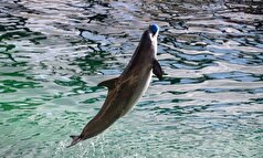 دلفین‌های آمازون به افراد دارای معلولیت در مسیر درمانشان کمک می‌کنند