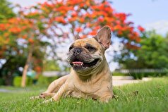 هوش مصنوعی در انتخاب توله سگ‌ها برای آموزش سگ‌های راهنما، برتری خود را نسبت به انسان‌ها ثابت کرده است