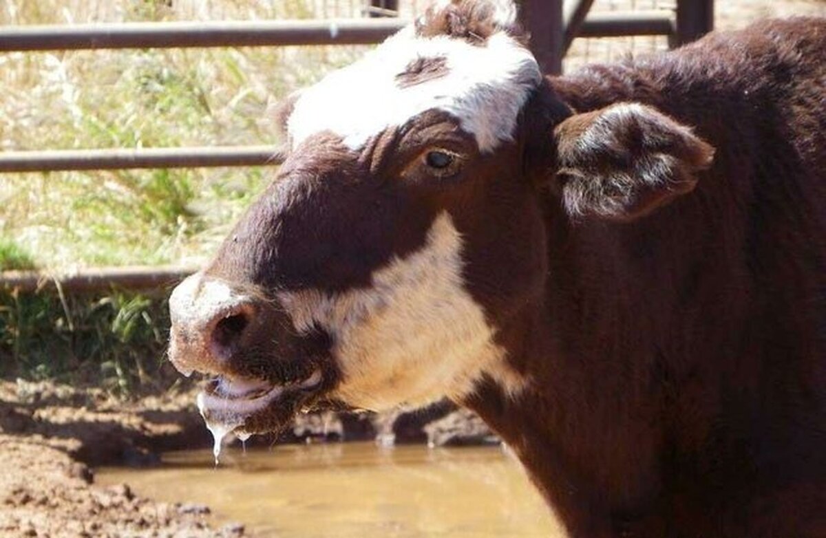 تب برفکی در قزوین کنترل شد