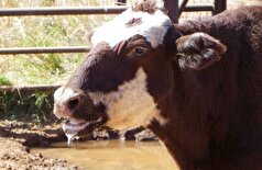 تب برفکی در قزوین کنترل شد