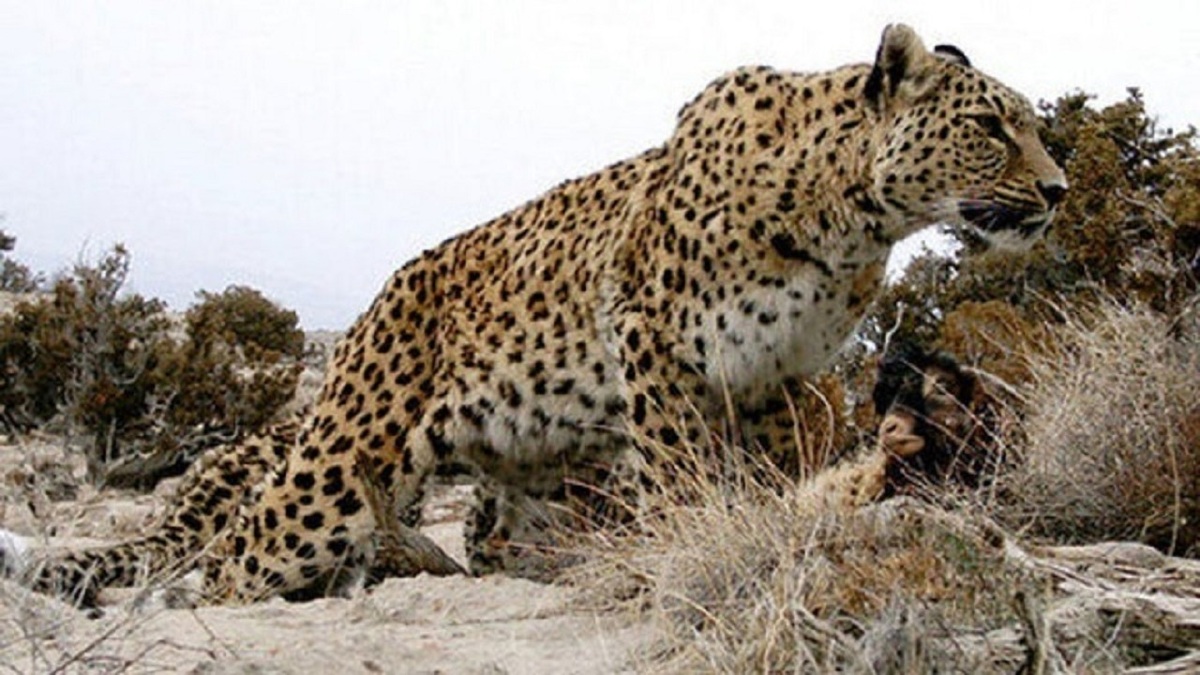 حمله پلنگ گرسنه به دام‌ها در کجور مازندران
