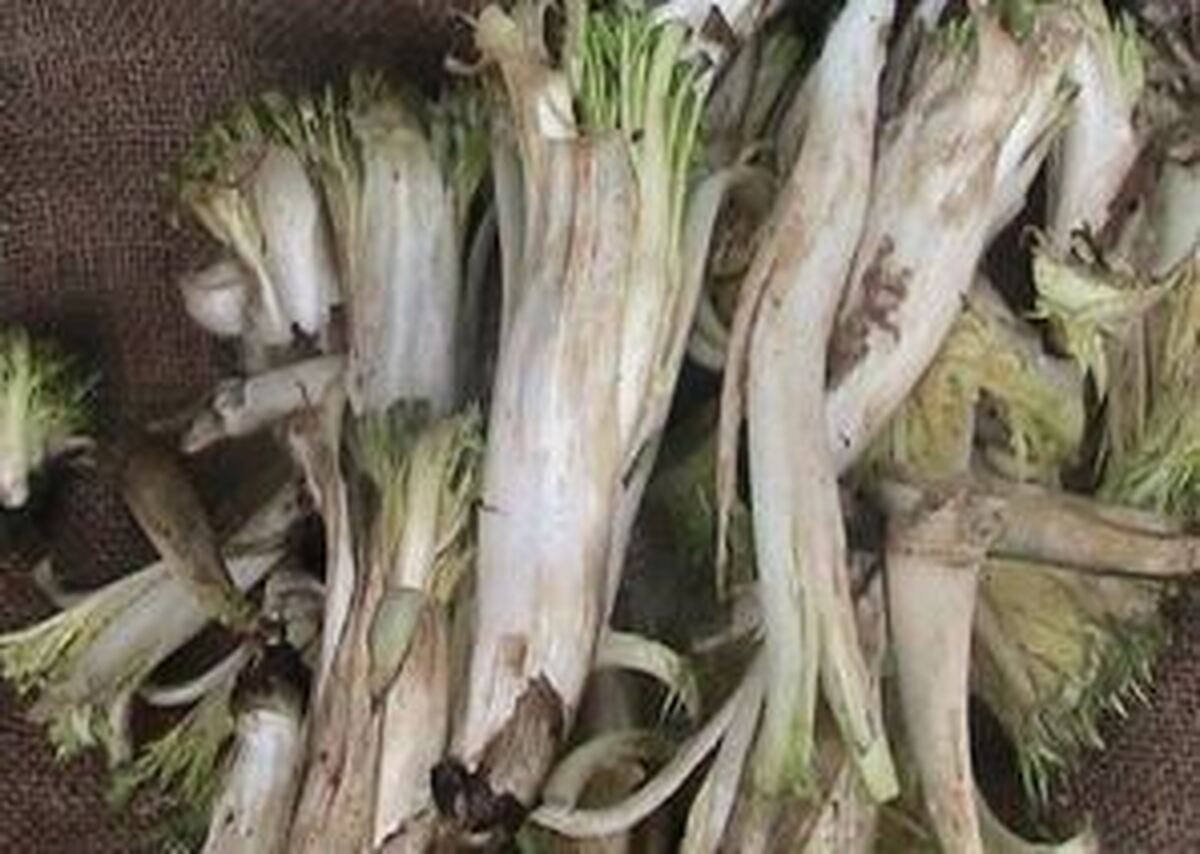 ترشی کنگر یک ترکیب خاص، اما خوشمزه و پرطرفدار