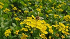 لزوم احیای زاگرس و حمایت زنبورداران