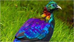 «کاکل‌پری»، پرنده‌ای خاص و با زیبایی منحصر‌به‌فرد! +عکس