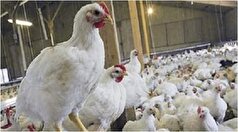 واکنش رئیس سازمان دامپزشکی کشور، به ماجرای تریاکی شدن مرغ‌ها