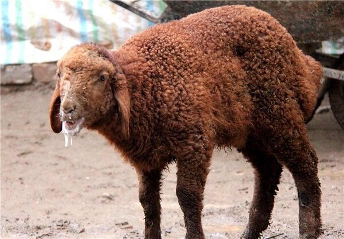 مدیرکل دامپزشکی فارس: تب برفکی به انسان منتقل نمی‌شود