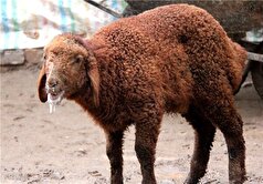 مدیرکل دامپزشکی فارس: تب برفکی به انسان منتقل نمی‌شود