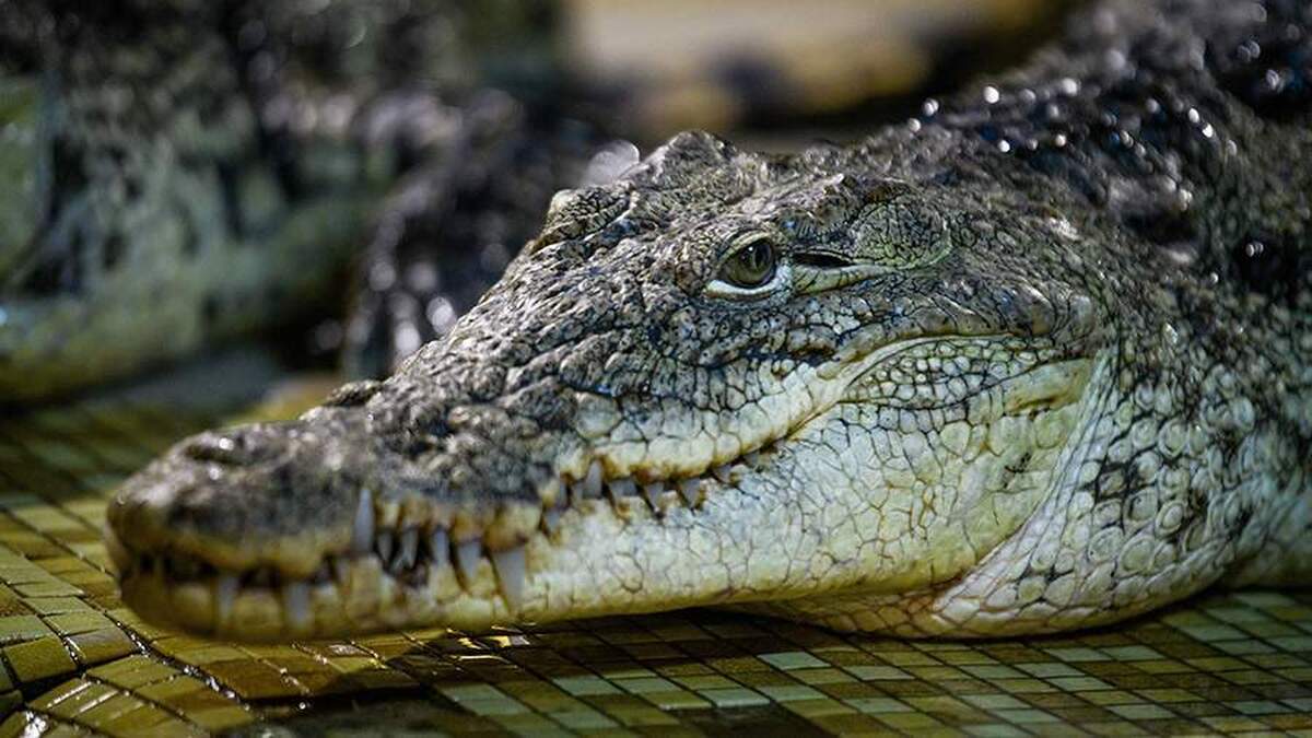 زنی در آمریکا برای خرید فرش، یک تمساح عظیم الجثه را کشت.