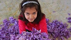 پرداخت ۳۰ میلیارد تسهیلات برای توسعه زنجیره ارزش زعفران در خراسان شمالی